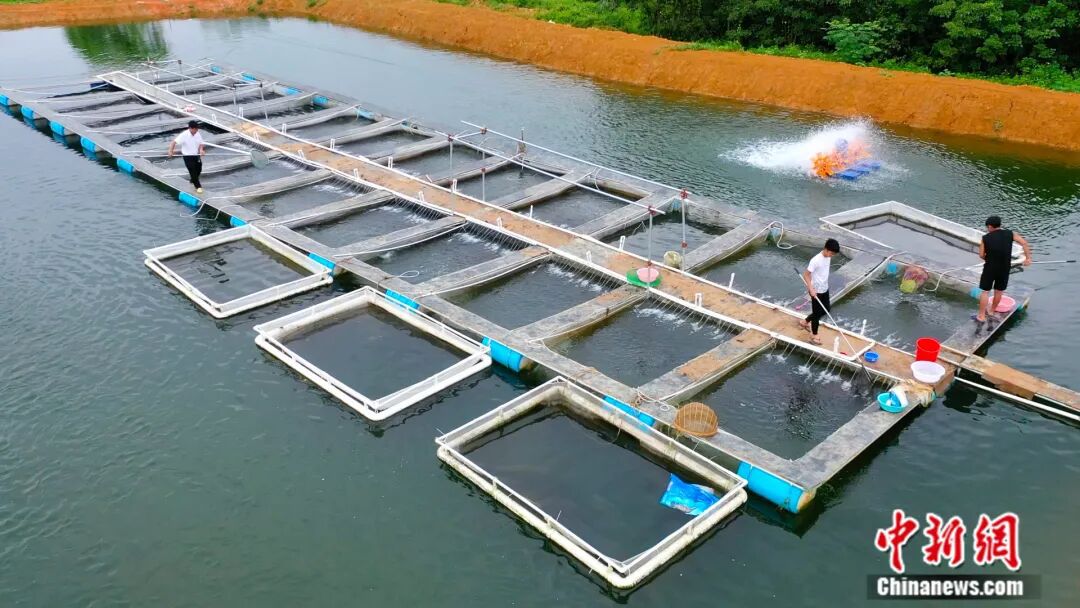 全国七成以上的鳜鱼苗，来自阳春这座小城！