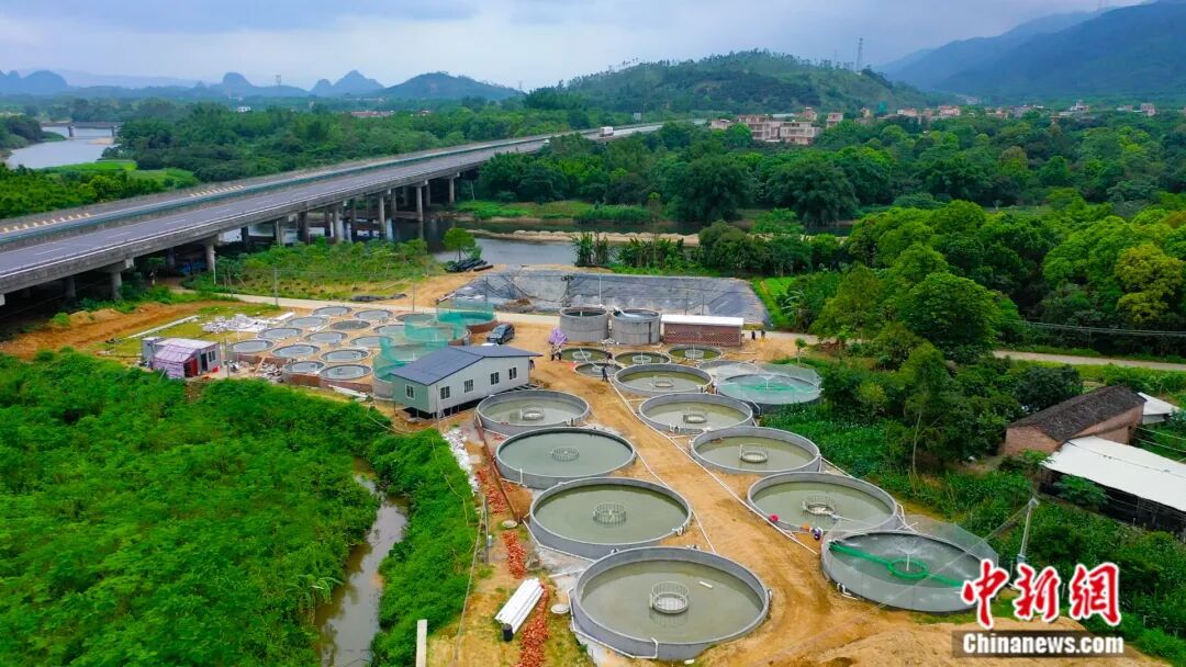 全国七成以上的鳜鱼苗，来自阳春这座小城！