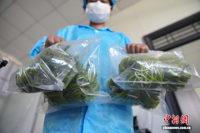 大理洱源：海菜花从“水质风向标”变身村民“致富菜”