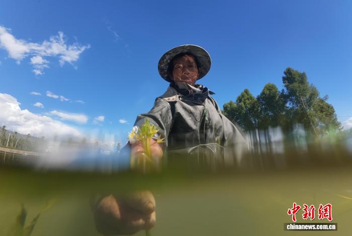 大理洱源：海菜花从“水质风向标”变身村民“致富菜”