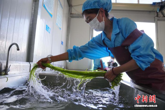 大理洱源：海菜花从“水质风向标”变身村民“致富菜”