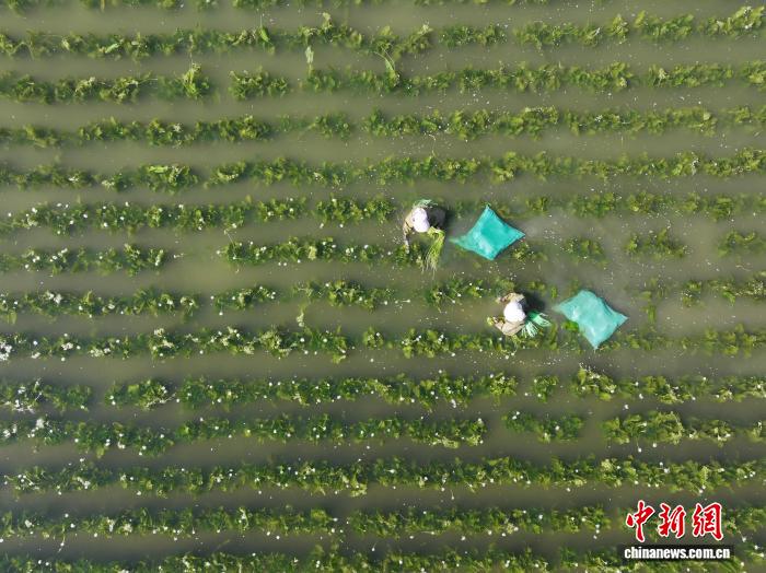 大理洱源：海菜花从“水质风向标”变身村民“致富菜”