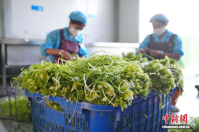 大理洱源：海菜花从“水质风向标”变身村民“致富菜”