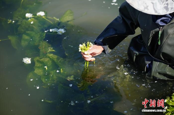 大理洱源：海菜花从“水质风向标”变身村民“致富菜”