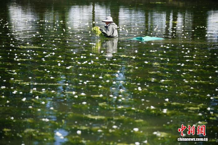 大理洱源：海菜花从“水质风向标”变身村民“致富菜”