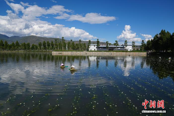 大理洱源：海菜花从“水质风向标”变身村民“致富菜”