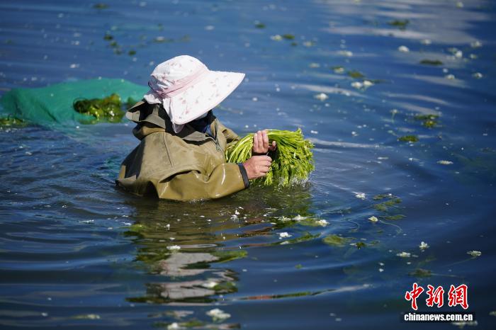 大理洱源：海菜花从“水质风向标”变身村民“致富菜”