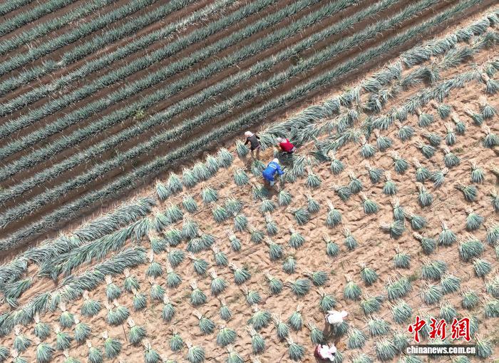 宁夏银川：旱地大葱错峰上市 助农增收