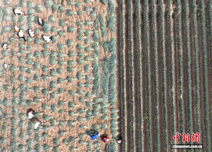 宁夏银川：旱地大葱错峰上市 助农增收