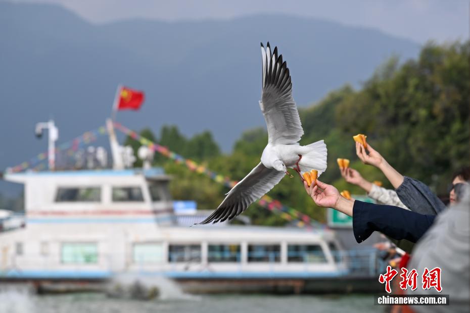 越冬红嘴鸥“先头部队”抵达昆明滇池