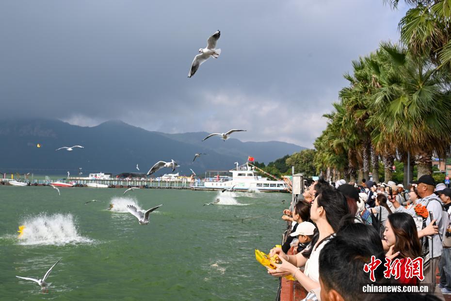 越冬红嘴鸥“先头部队”抵达昆明滇池