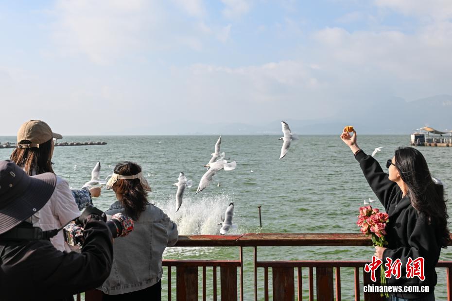 越冬红嘴鸥“先头部队”抵达昆明滇池