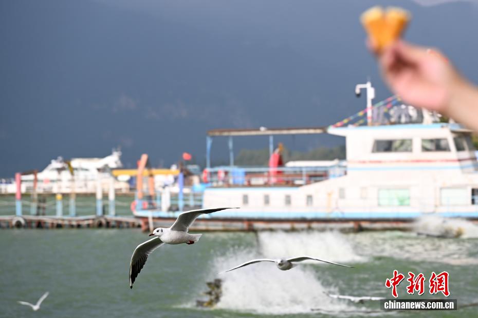 越冬红嘴鸥“先头部队”抵达昆明滇池