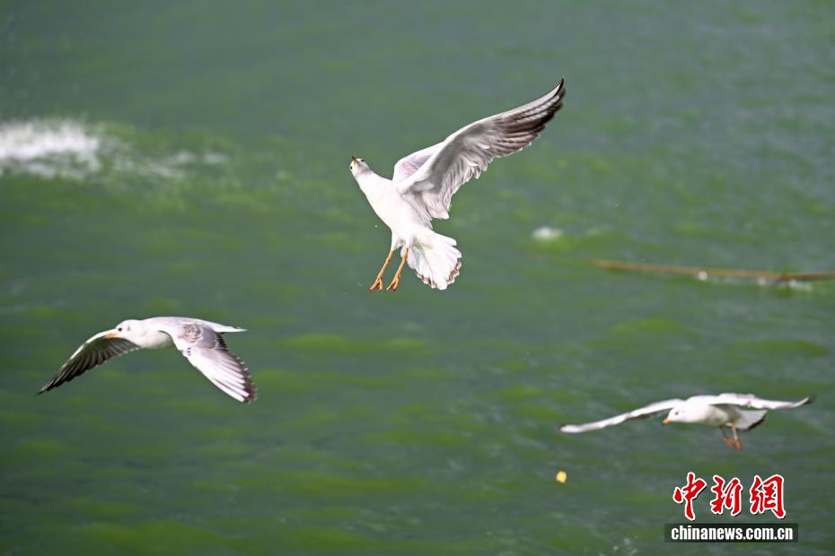 越冬红嘴鸥“先头部队”抵达昆明滇池
