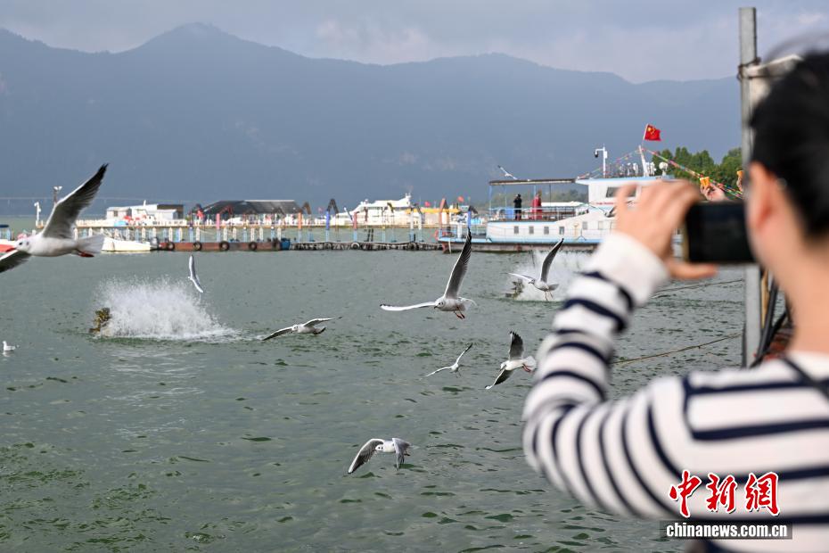 越冬红嘴鸥“先头部队”抵达昆明滇池