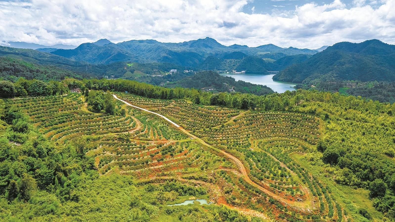 产业融合铺就共同富裕之路 产业融合铺就共同富裕之路