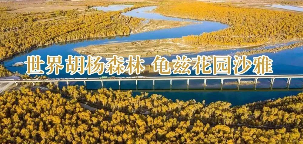 沙雅胡杨季丨沙雅县塔里木河岸边的胡杨开始黄了