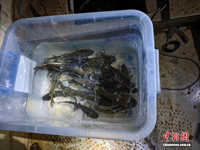 广西贺州多部门联合执法 21尾珍稀斑鳠获救放生