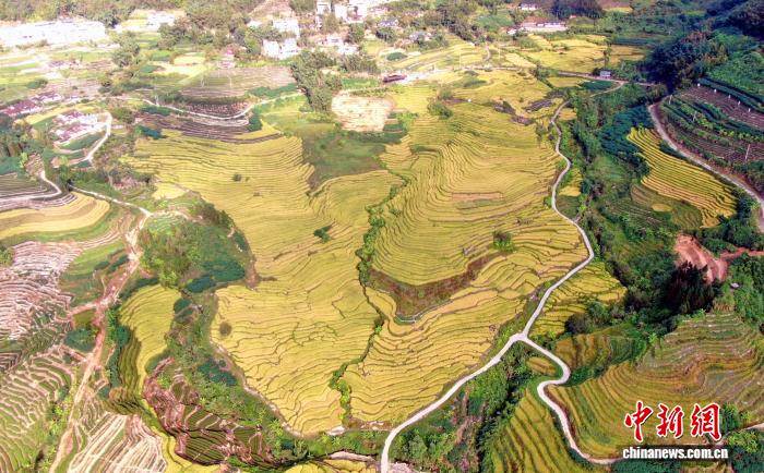 （乡村行·看振兴）福建华安：千亩梯田披“金甲” 大地“指纹”绘丰年