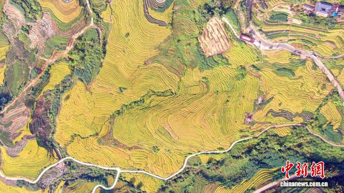 （乡村行·看振兴）福建华安：千亩梯田披“金甲” 大地“指纹”绘丰年