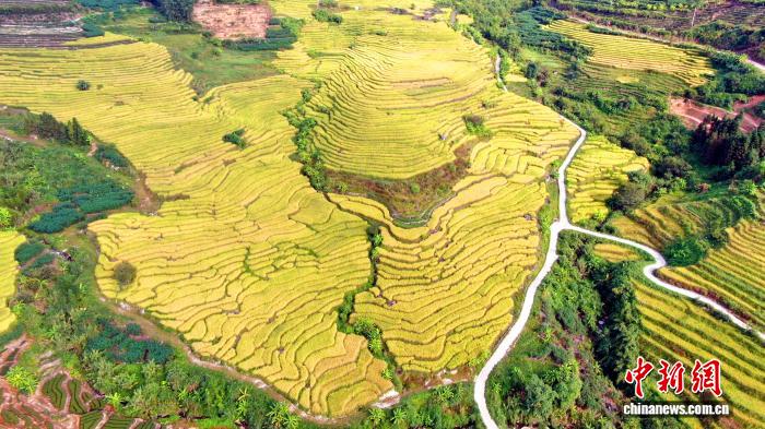 （乡村行·看振兴）福建华安：千亩梯田披“金甲” 大地“指纹”绘丰年