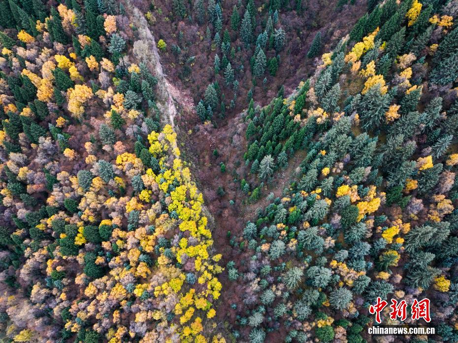 航拍群加国家森林公园秋日美景