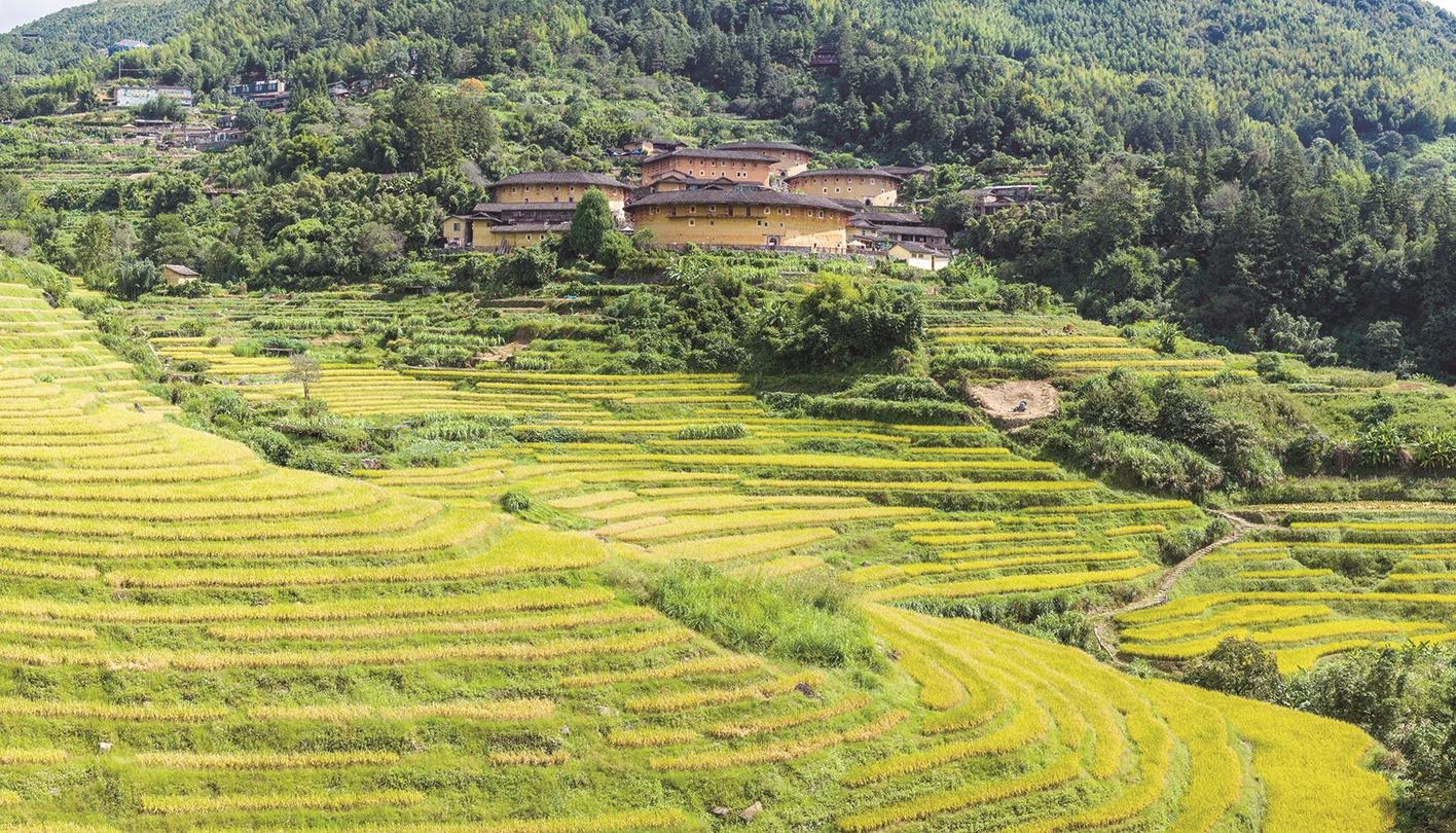 福建土楼：稻浪翻金映土楼