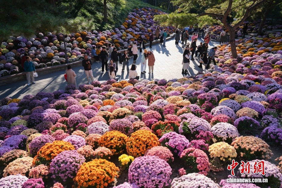 北京日坛公园菊花盛开引游人