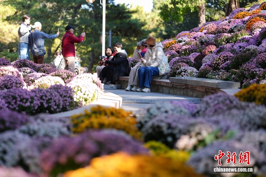 北京日坛公园菊花盛开引游人