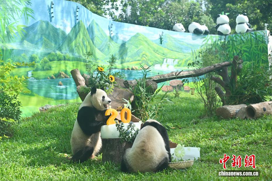 广州动物园新大熊猫馆开馆 大熊猫“久久”“友友”亮相