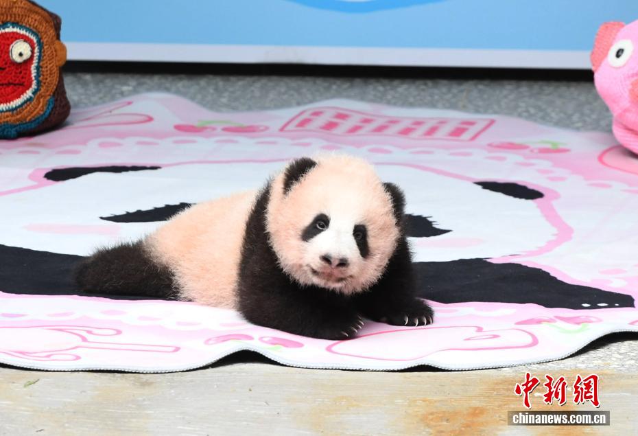 重庆动物园大熊猫幼仔萌态亮相