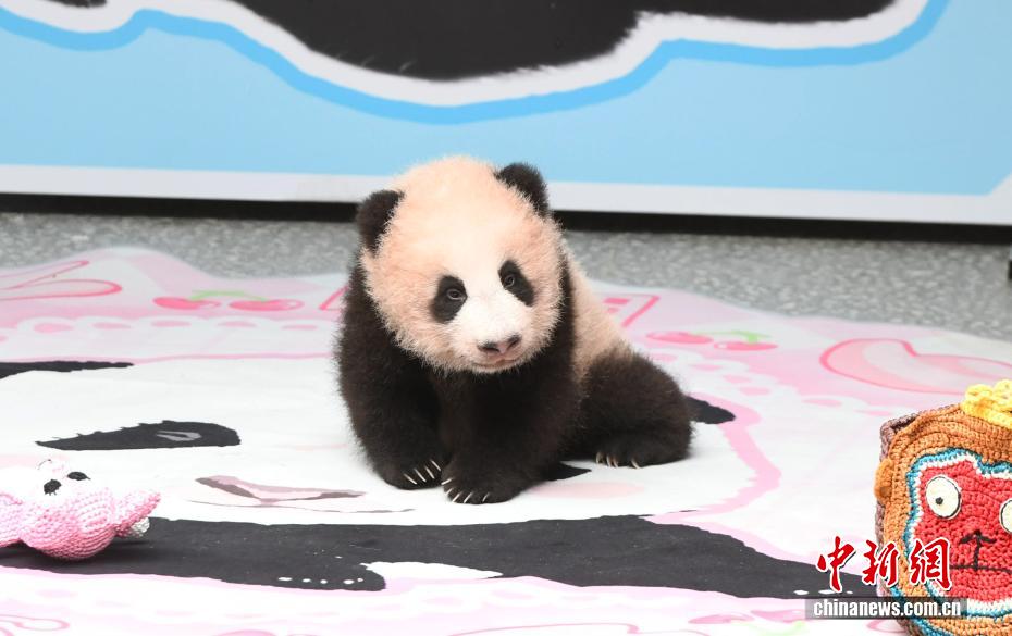 重庆动物园大熊猫幼仔萌态亮相