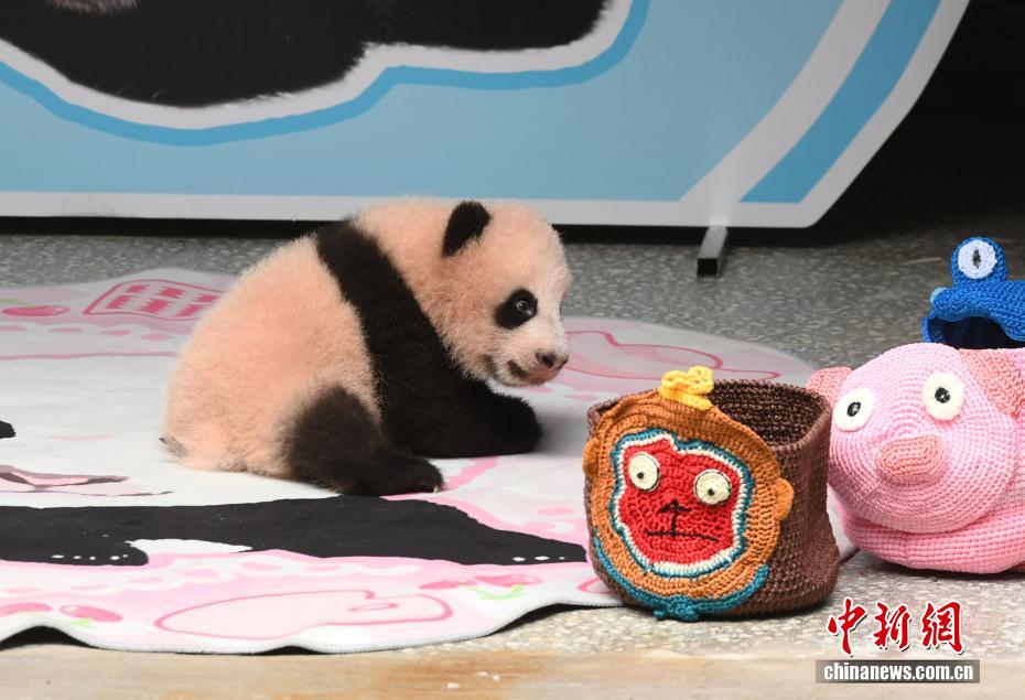 重庆动物园大熊猫幼仔萌态亮相