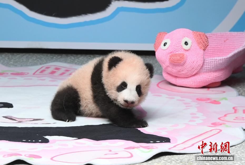 重庆动物园大熊猫幼仔萌态亮相