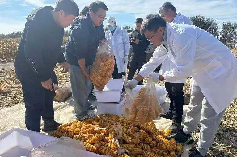 通辽市玉米单产提升再添新绩 测产数据印证技术实效