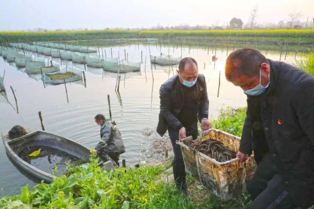湖北有位“三农”红娘，9年促成10万户！