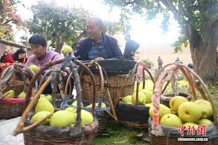 “世界第一古梨园”迎采摘旺季：非遗“天把式”助村民高空采摘