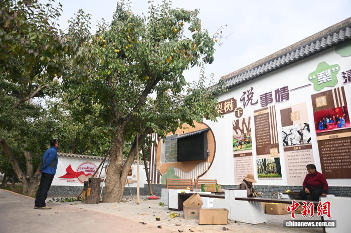 “世界第一古梨园”迎采摘旺季：非遗“天把式”助村民高空采摘