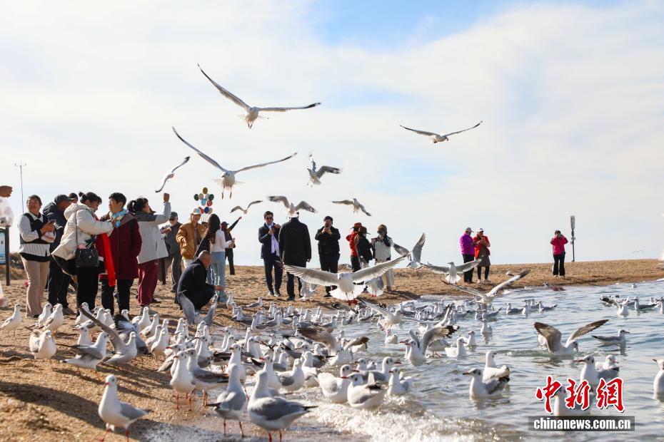 秋染青海湖 水鸟翩跹引客来