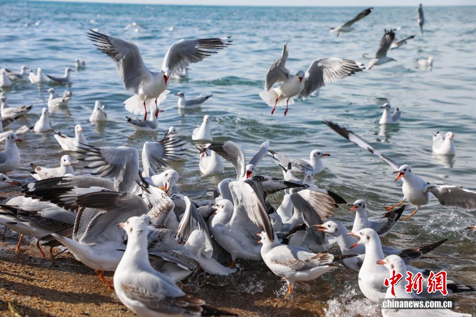 秋染青海湖 水鸟翩跹引客来