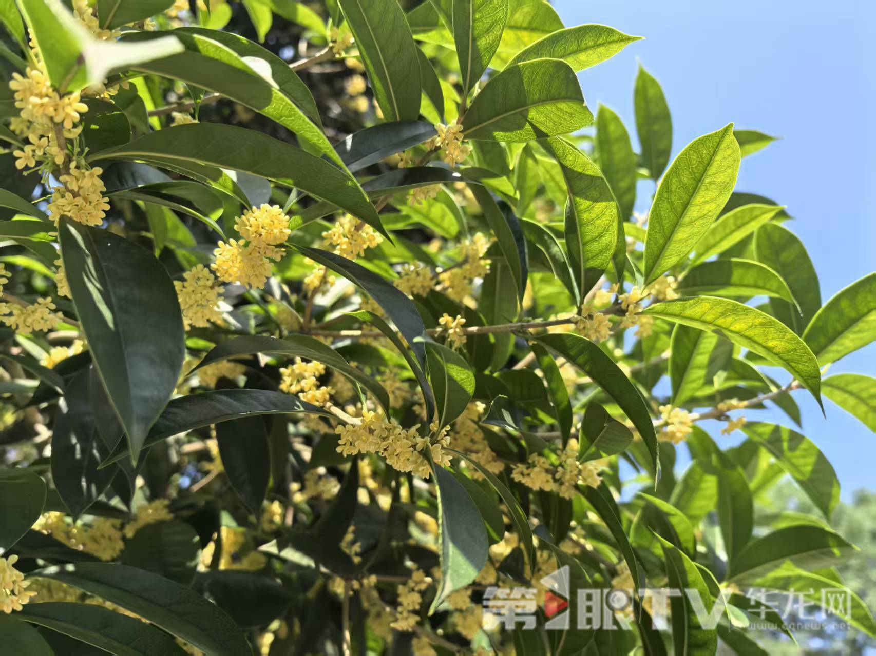 桂花又开了!重庆桂花二度飘香 本周末抓紧赏花闻香 桂花又开了!重庆桂花二度飘香 本周末抓紧赏花闻香