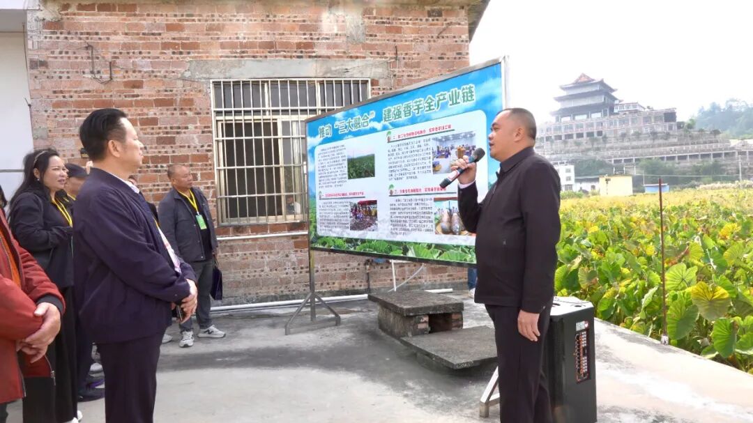 “芋”见长寿乡 合作启新程——2025贺州香芋产销对接会暨特色农产品加工投资推介会召开