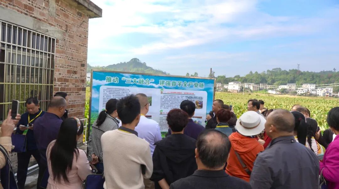 “芋”见长寿乡 合作启新程——2025贺州香芋产销对接会暨特色农产品加工投资推介会召开