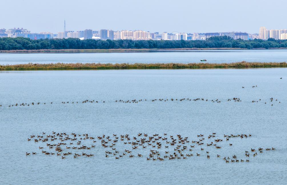 华北生态湿地衡水湖成立国家生态质量综合监测站