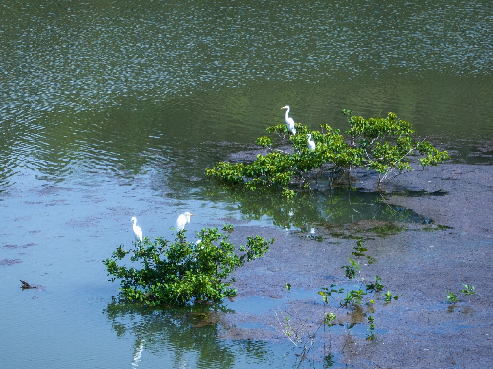 镜鉴|定格美丽重庆:黎香溪涪陵段生态治理成效显著 镜鉴|定格美丽重庆:黎香溪涪陵段生态治理成效显著