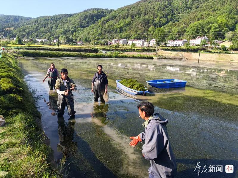 “水稻+”绘就乡村振兴新画卷