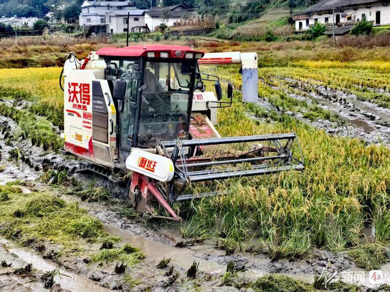 “水稻+”绘就乡村振兴新画卷