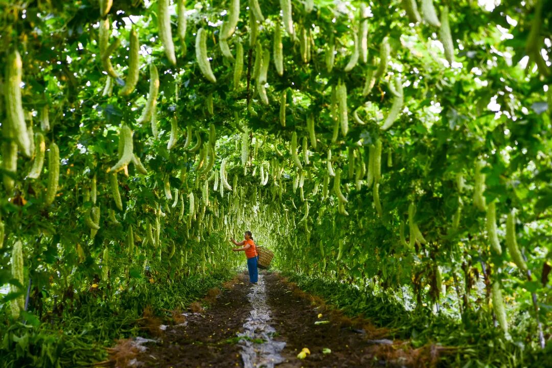 十四艺节 | 重庆61件作品入选全国三大展览 廖素兰-瓜果累累-重庆市潼南区桂林街道双坝村-2024年.JPG