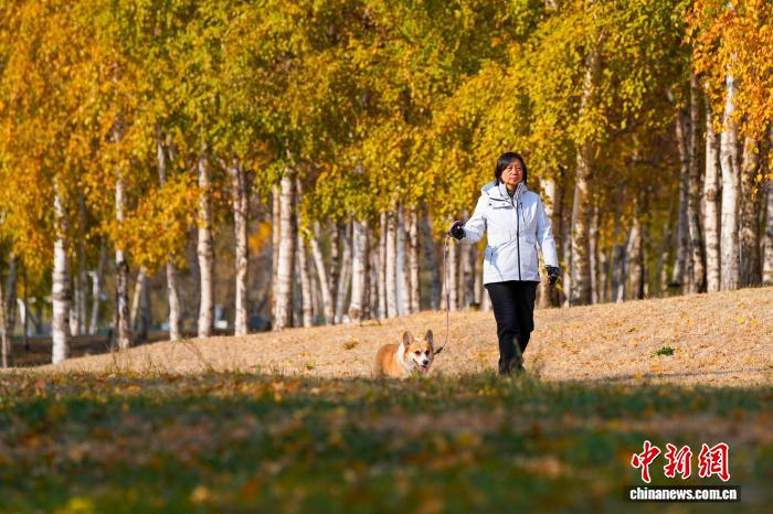 黑龙江哈尔滨:市民漫步白桦林感受深秋之美 黑龙江哈尔滨:市民漫步白桦林感受深秋之美