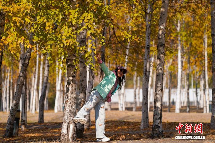 黑龙江哈尔滨:市民漫步白桦林感受深秋之美